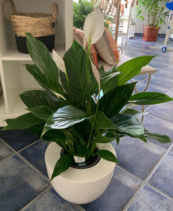 Plantas decorativas en Mallorca